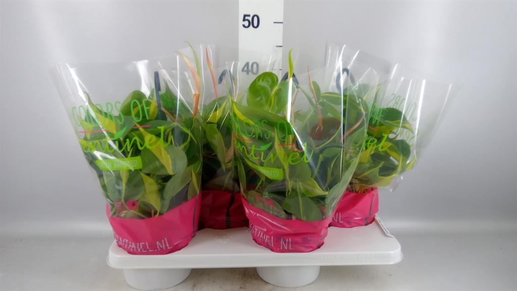 Горшечные цветы и растения оптом Philodendron Scand. brasil от 4шт из Голландии с доставкой по России