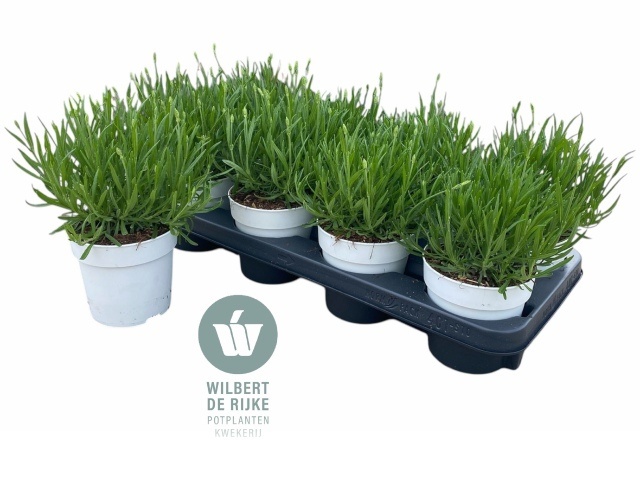 Горшечные цветы и растения оптом Lavan An Aroma White от 8шт из Голландии с доставкой по России