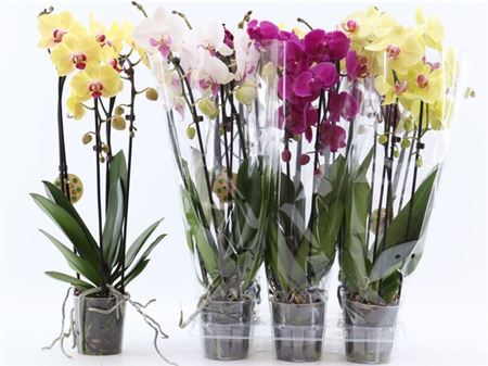 Горшечные цветы и растения оптом Phal El Cascade 2 Branches 18+ от 6шт из Голландии с доставкой по России