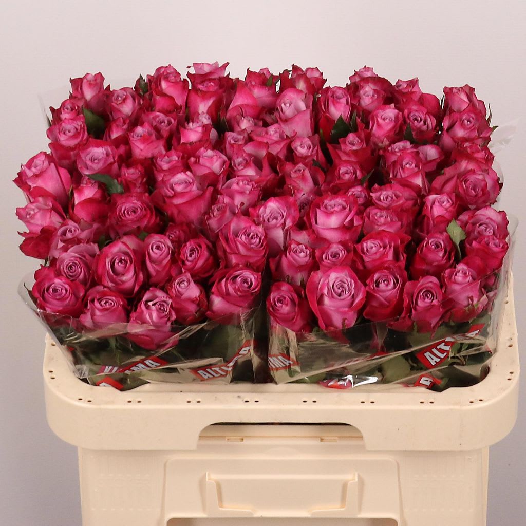 Срезанные цветы оптом Rosa large deep purple от 80шт из Голландии с доставкой по России