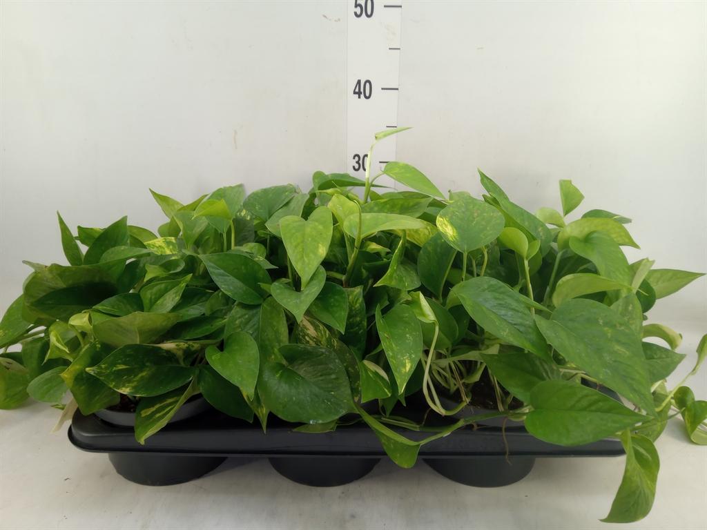 Горшечные цветы и растения оптом Scindapsus   ... от 6шт из Голландии с доставкой по России