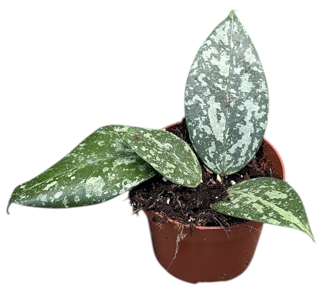 Горшечные цветы и растения оптом Hoya Verticillata Nganjuk от 1шт из Голландии с доставкой по России