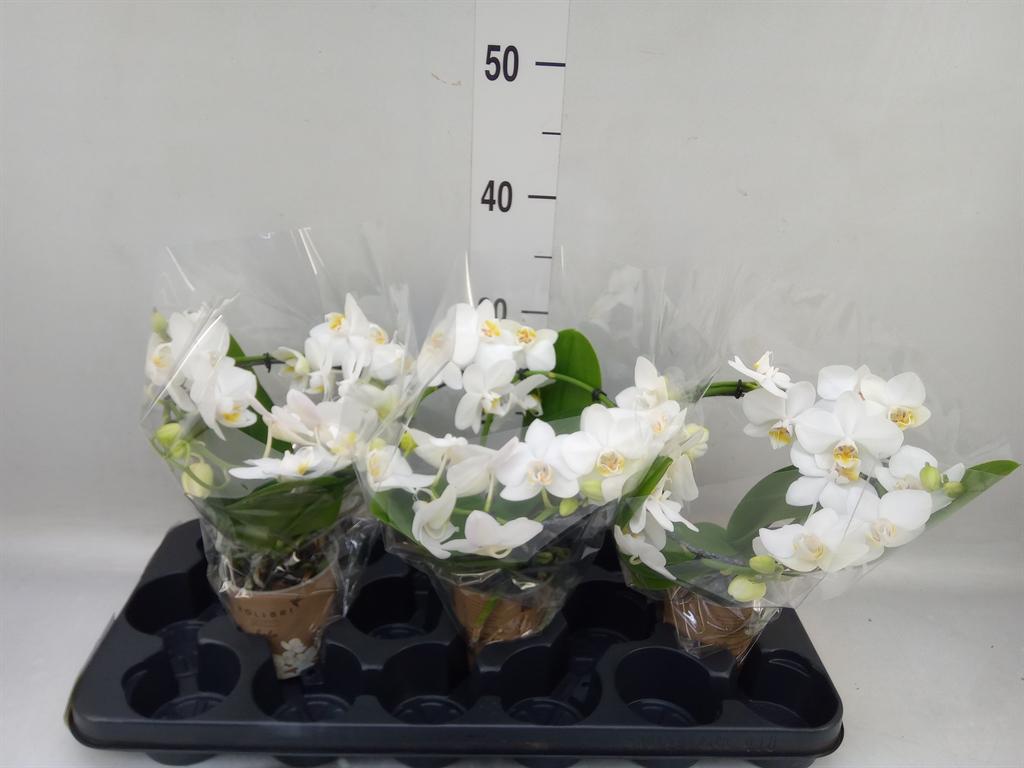 Горшечные цветы и растения оптом Phalaenopsis Multi.   ...white от 3шт (для телеги) из Голландии с доставкой по России