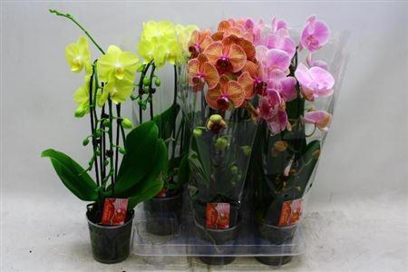 Горшечные цветы и растения оптом Phal El Cascade 2 Branches 18+ от 6шт из Голландии с доставкой по России