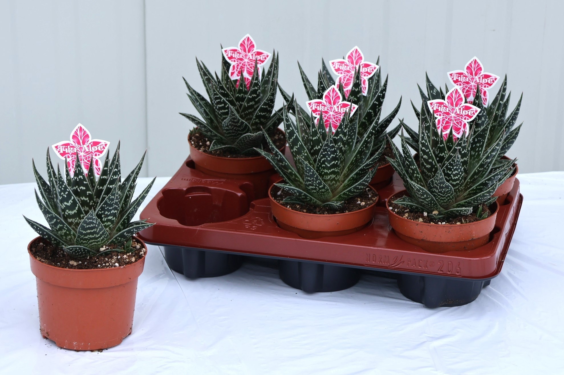 Горшечные цветы и растения оптом Aloe Tiki Tahi от 6шт из Голландии с доставкой по России