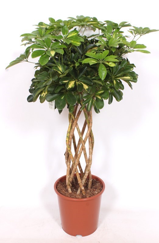 Горшечные цветы и растения оптом Schefflera Gold Capella от 1шт из Голландии с доставкой по России