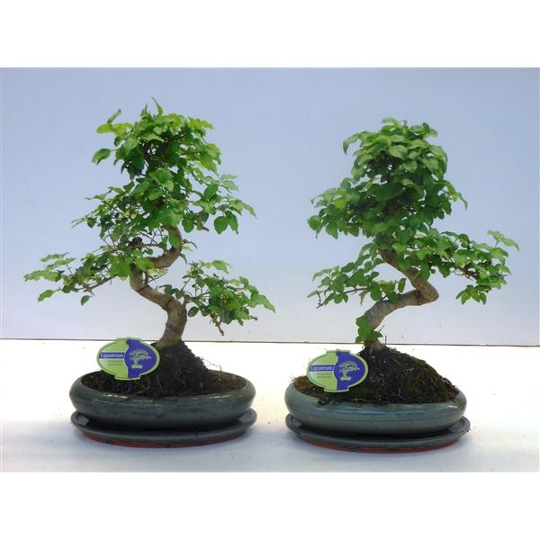 Горшечные цветы и растения оптом Bonsai Ligustrum Sinensis, 24cm., Shape, With Drip от 4шт из Голландии с доставкой по России