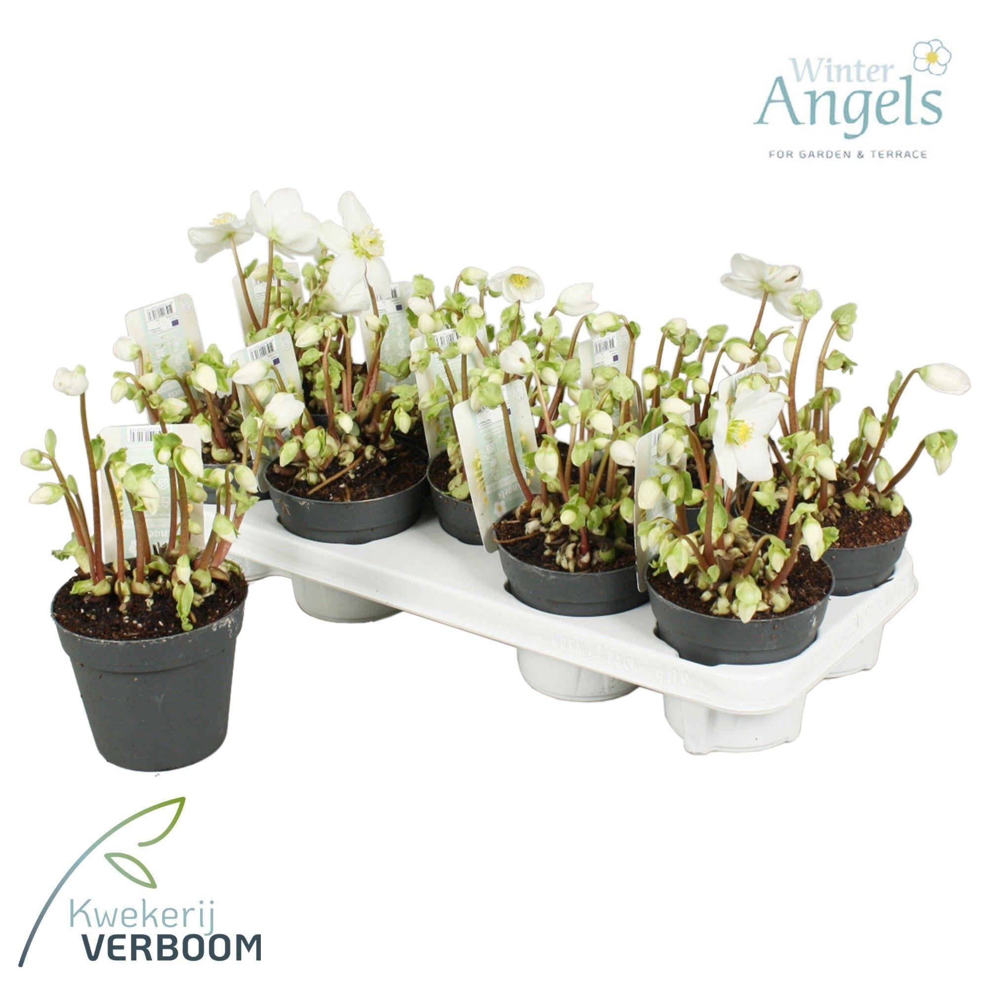 Горшечные цветы и растения оптом Helleborus Nig. Verboom Beauty от 9шт из Голландии с доставкой по России