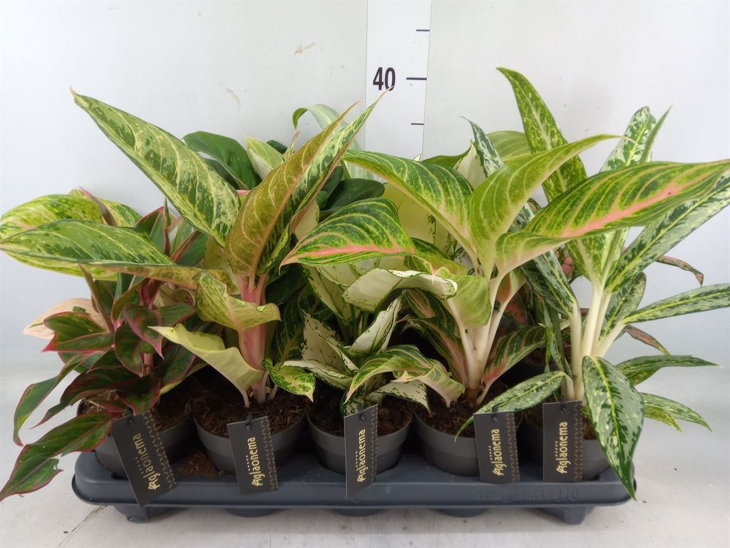 Горшечные цветы и растения оптом Aglaonema   ... от 10шт из Голландии с доставкой по России