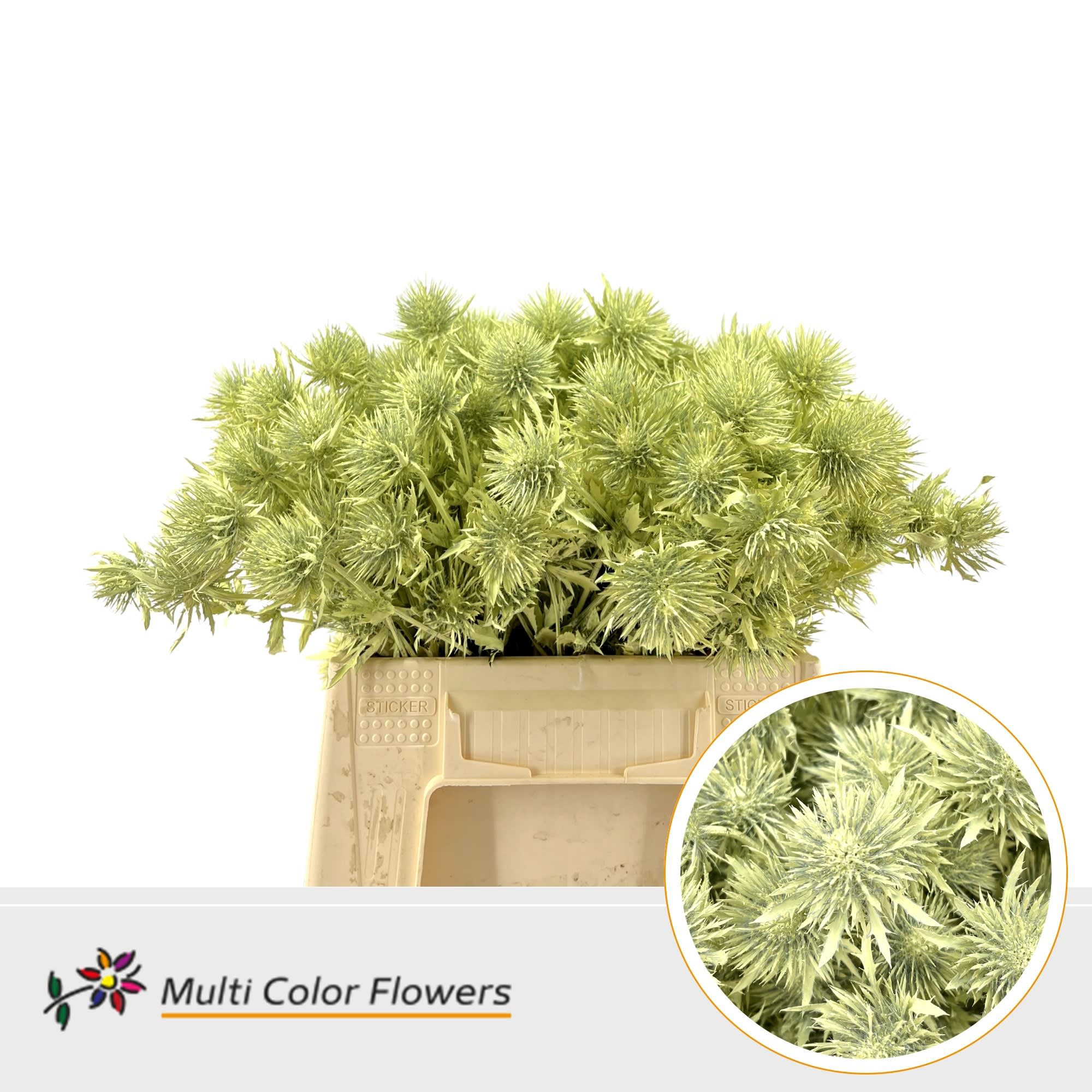Срезанные цветы оптом Eryngium paint creme от 60шт из Голландии с доставкой по России