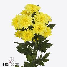 Срезанные цветы оптом Chrys sp pastela sunny от 80шт из Голландии с доставкой по России