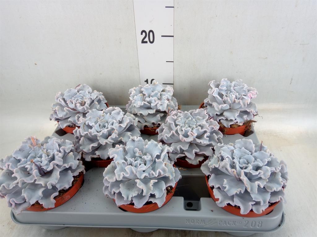 Горшечные цветы и растения оптом Echeveria   ... от 8шт из Голландии с доставкой по России