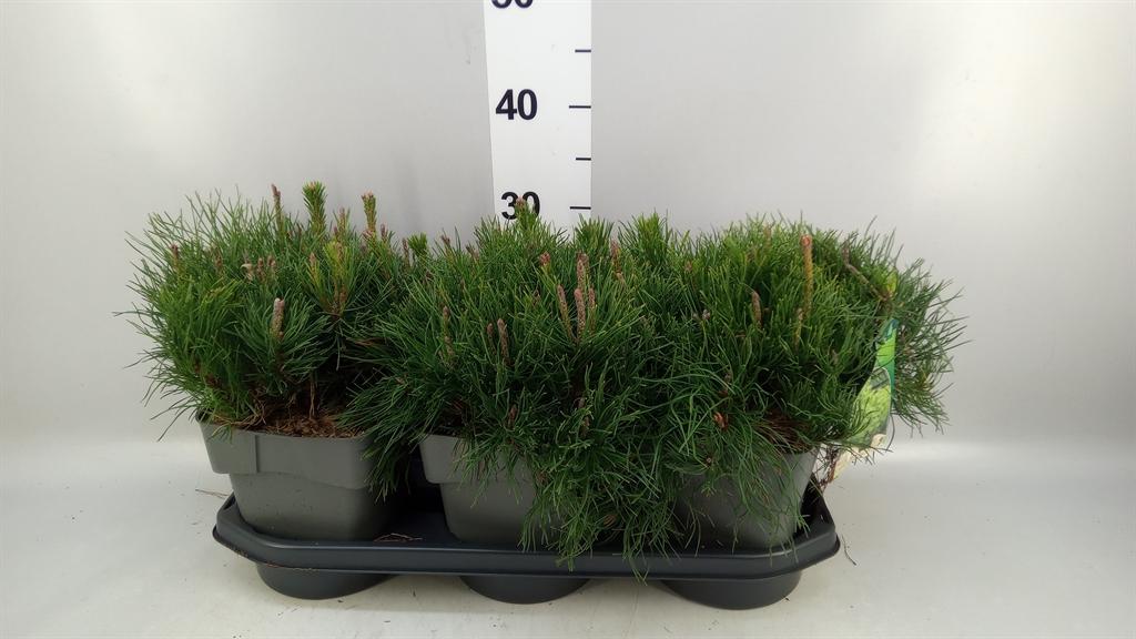 Горшечные цветы и растения оптом Pinus Mugo Var. Pumilio от 3шт из Голландии с доставкой по России