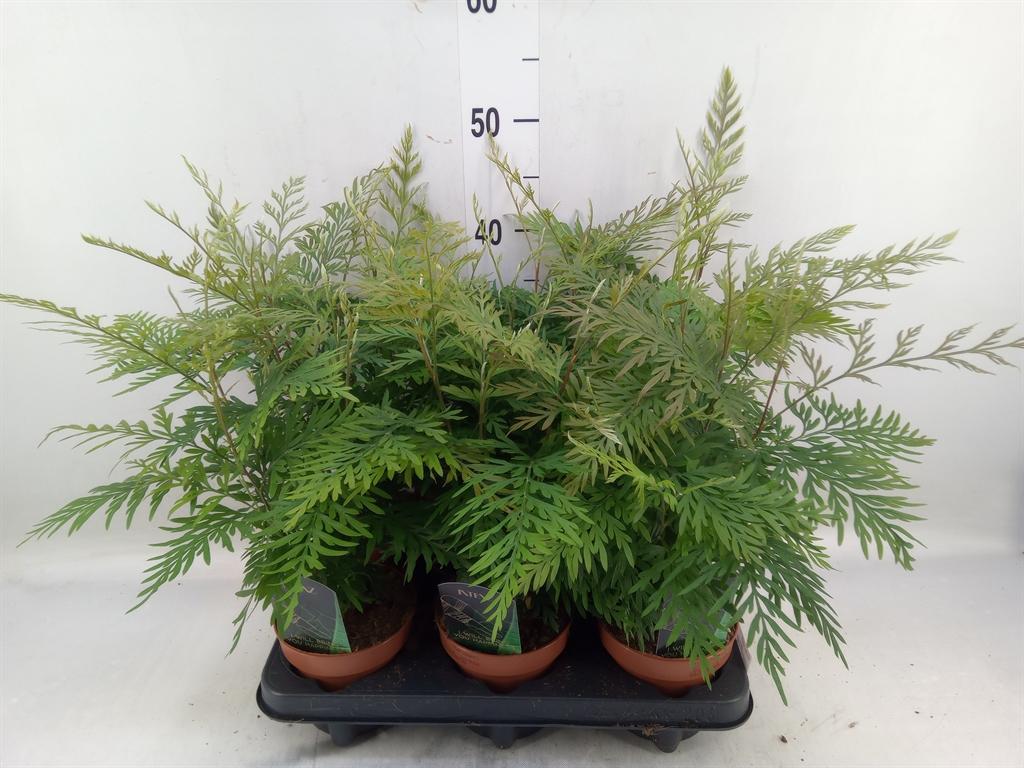 Горшечные цветы и растения оптом Grevillea Robusta от 6шт из Голландии с доставкой по России