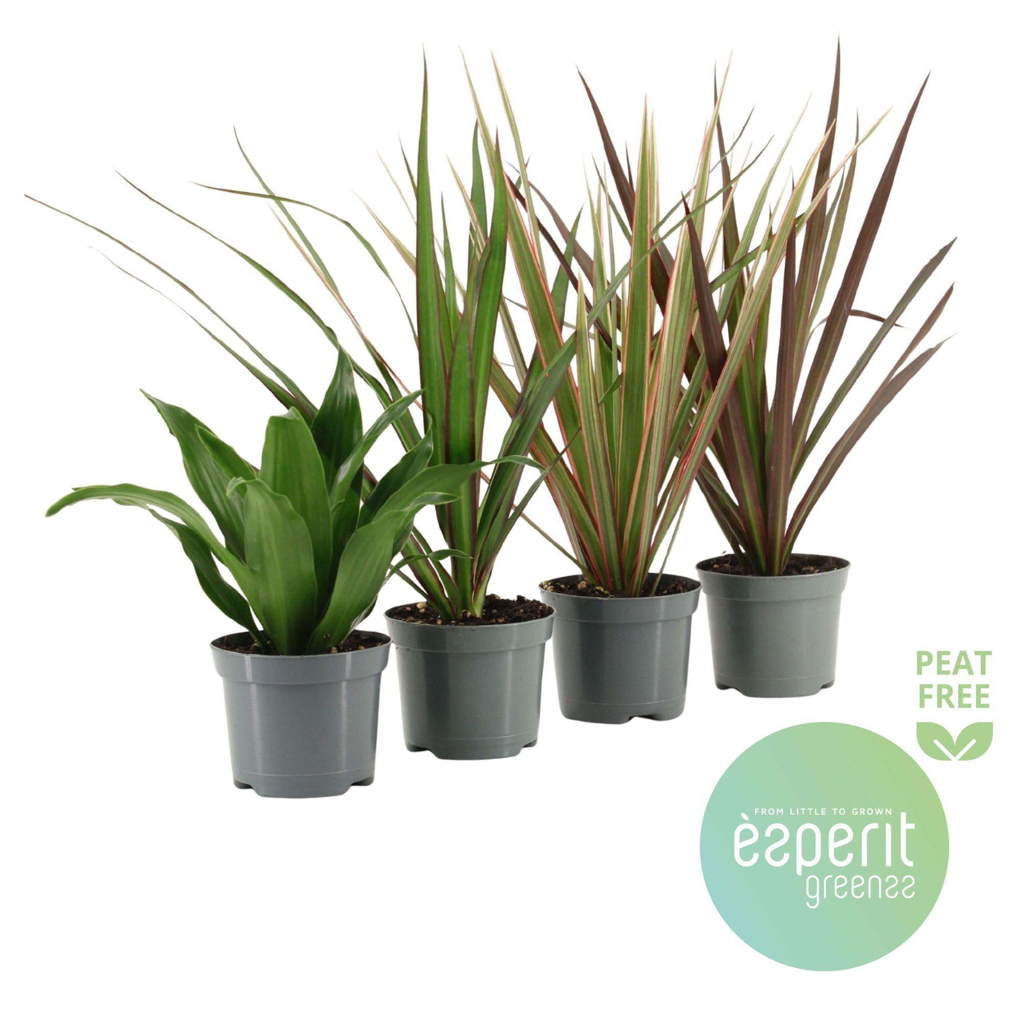 Горшечные цветы и растения оптом Dracaena Mix 3-4 Srt. от 21шт (для телеги) из Голландии с доставкой по России