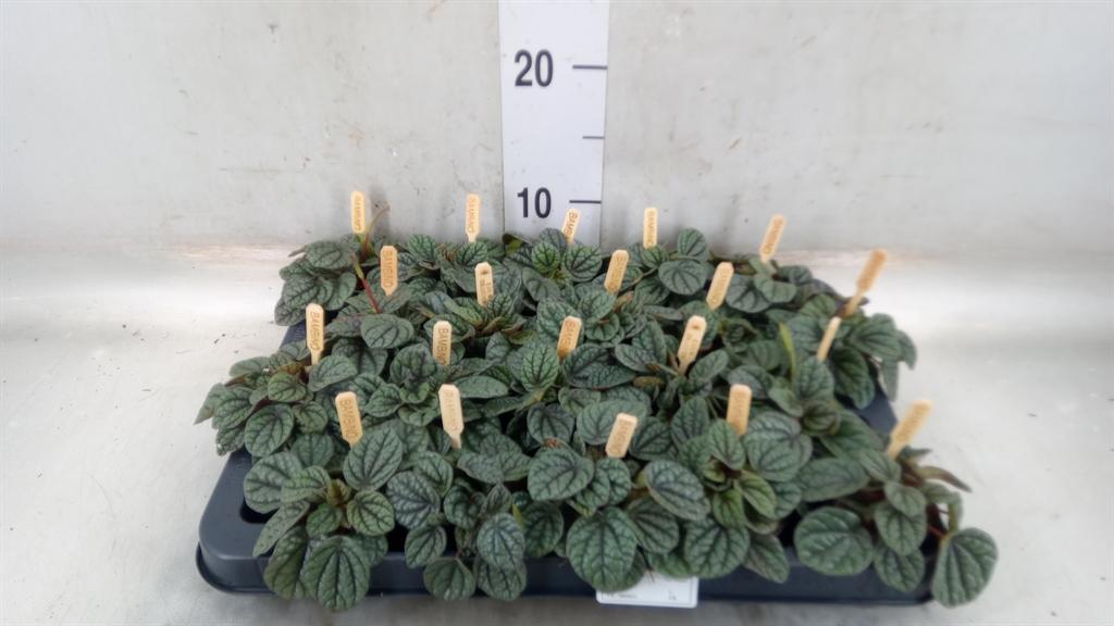 Горшечные цветы и растения оптом Peperomia от 20шт (для телеги) из Голландии с доставкой по России