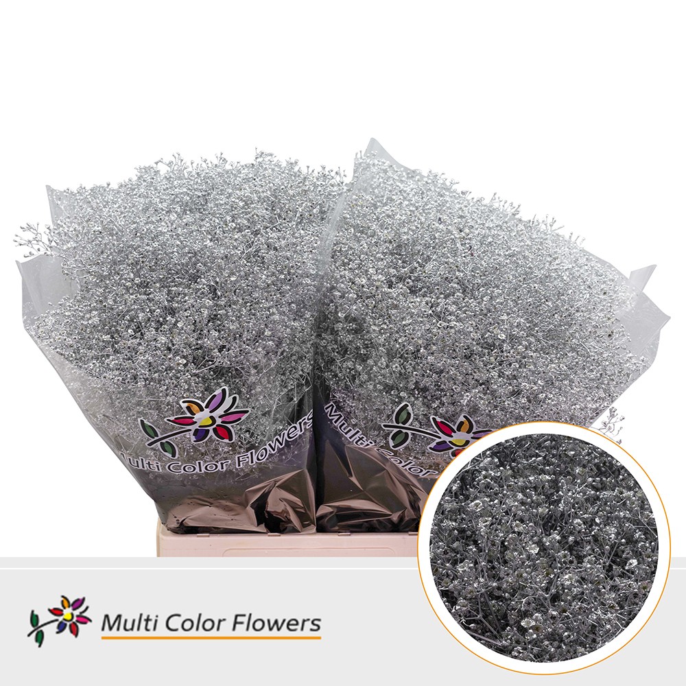 Срезанные цветы оптом Gyps fine paint silver от 100шт из Голландии с доставкой по России