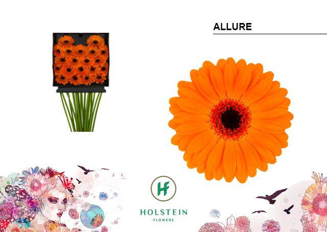 Срезанные цветы оптом Germini diamond allure от 20шт. из Голландии с доставкой по России