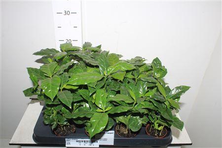 Горшечные цветы и растения оптом Coffea Arabica от 16шт (для телеги) из Голландии с доставкой по России