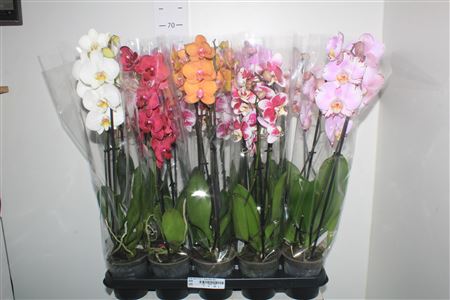 Горшечные цветы и растения оптом Phal Gem 5 Kl 2 Branches 16+ от 10шт из Голландии с доставкой по России