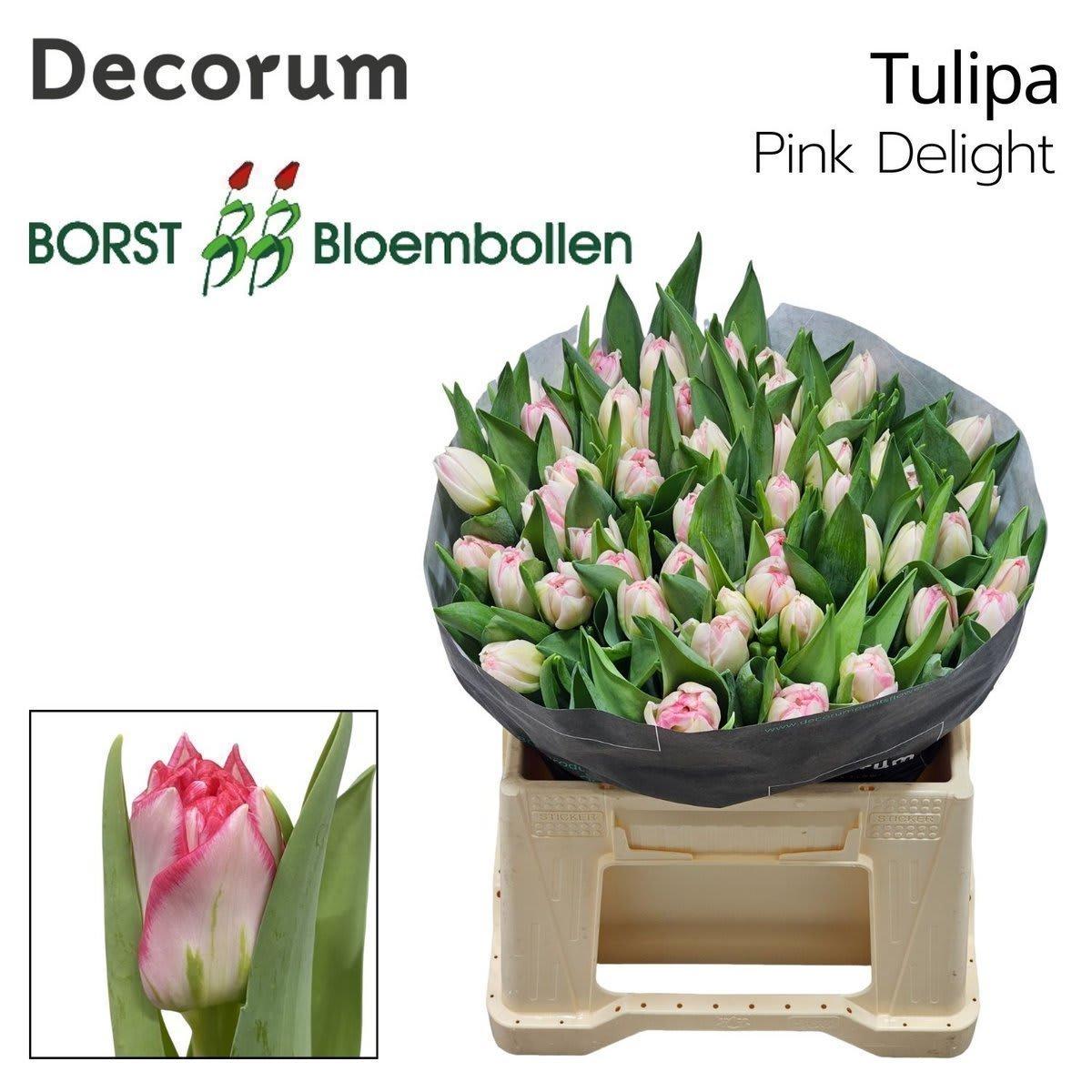 Срезанные цветы оптом Tulipa do pink delight от 50шт из Голландии с доставкой по России