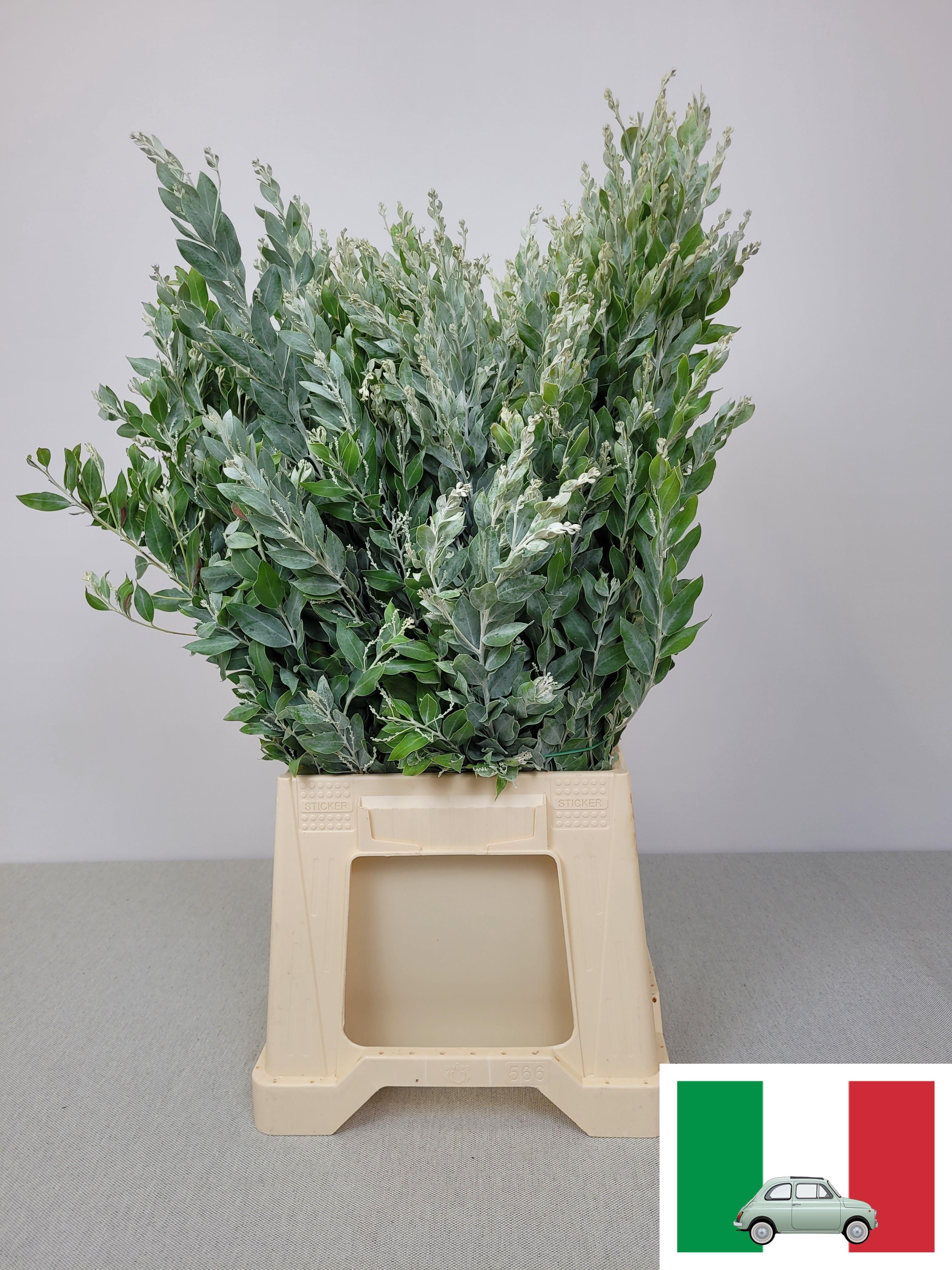 Срезанные цветы оптом Mimosa dealbata от 10шт из Голландии с доставкой по России Срезанные цветы оптом Mimosa dealbata от 10шт из Голландии с доставкой по России