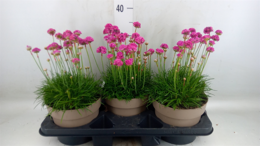 Горшечные цветы и растения оптом Armeria Maritima от 3шт из Голландии с доставкой по России