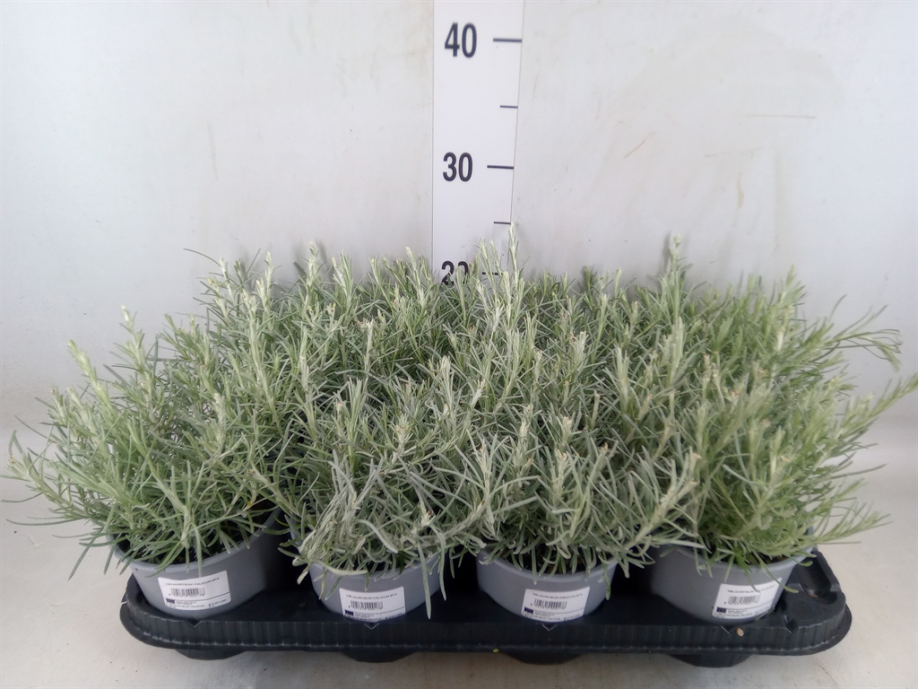 Горшечные цветы и растения оптом Helichrysum Italicum от 8шт из Голландии с доставкой по России