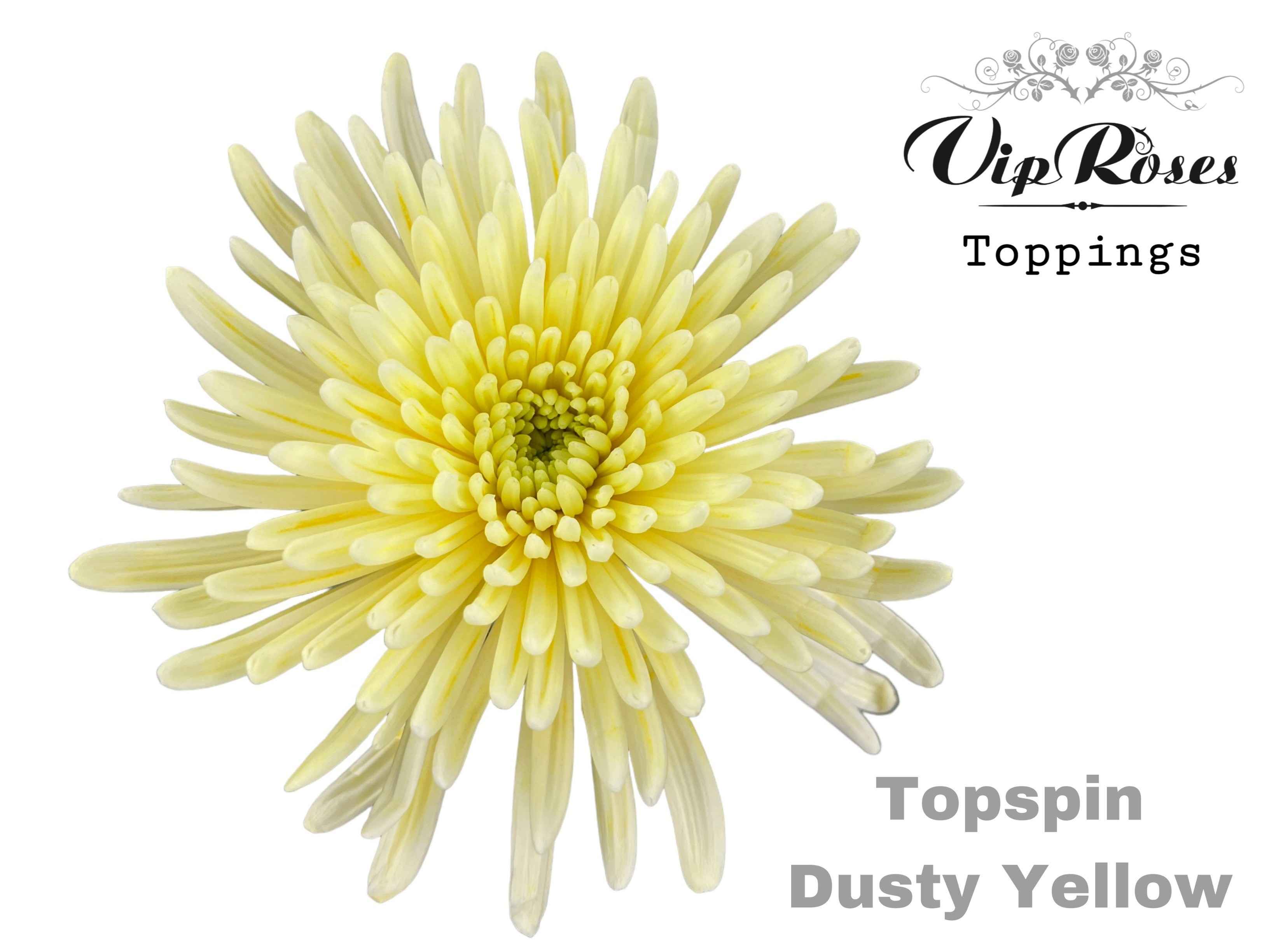 Срезанные цветы оптом Chrys bl paint topspin dusty yellow от 20шт из Голландии с доставкой по России