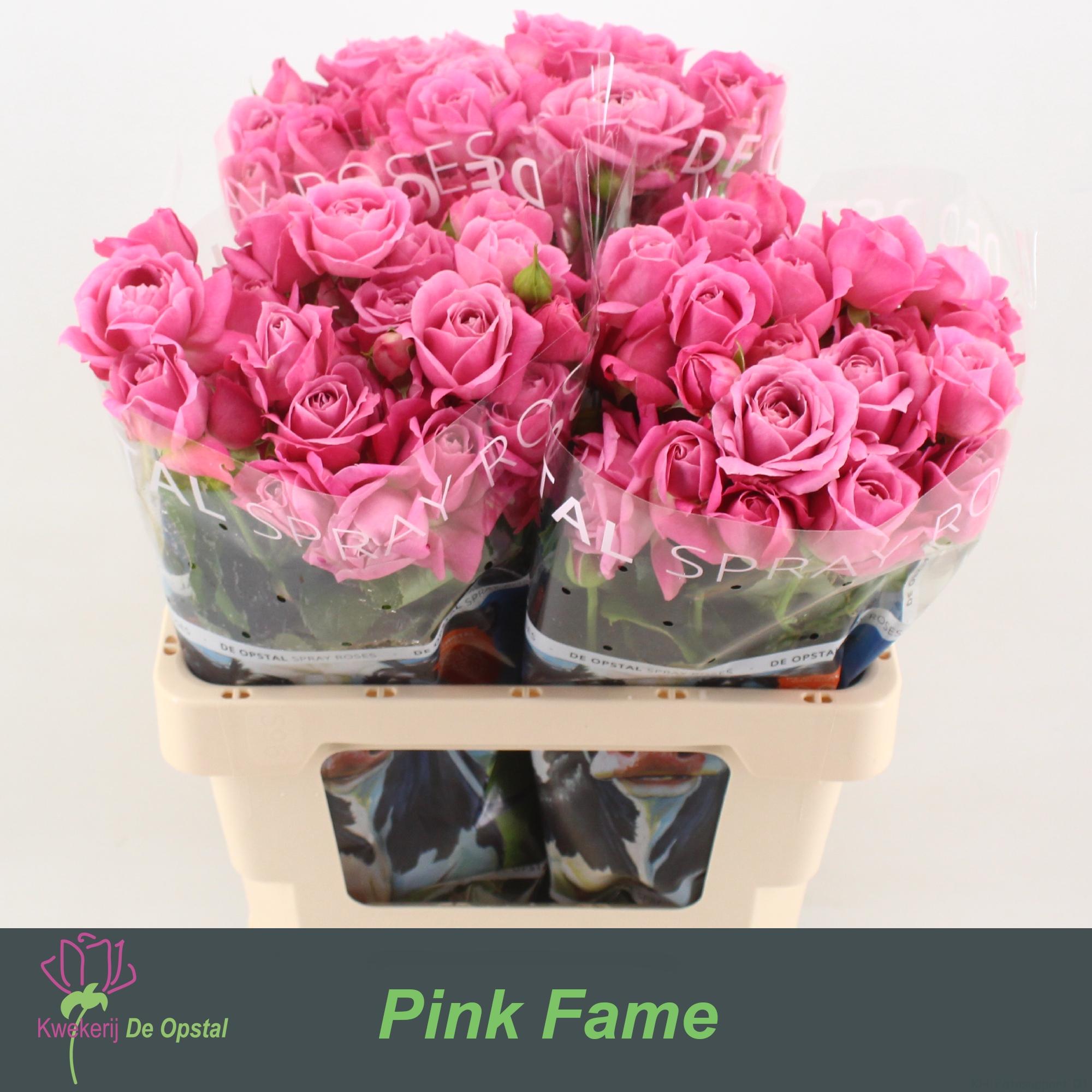 Срезанные цветы оптом Rosa spray pink fame от 30шт из Голландии с доставкой по России