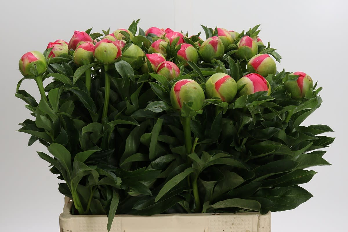 Срезанные цветы оптом Paeonia coral sunset от 30шт из Голландии с доставкой по России