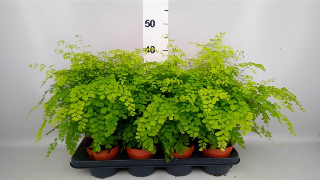 Горшечные цветы и растения оптом Adiantum Raddi. fragrans A от 8шт из Голландии с доставкой по России