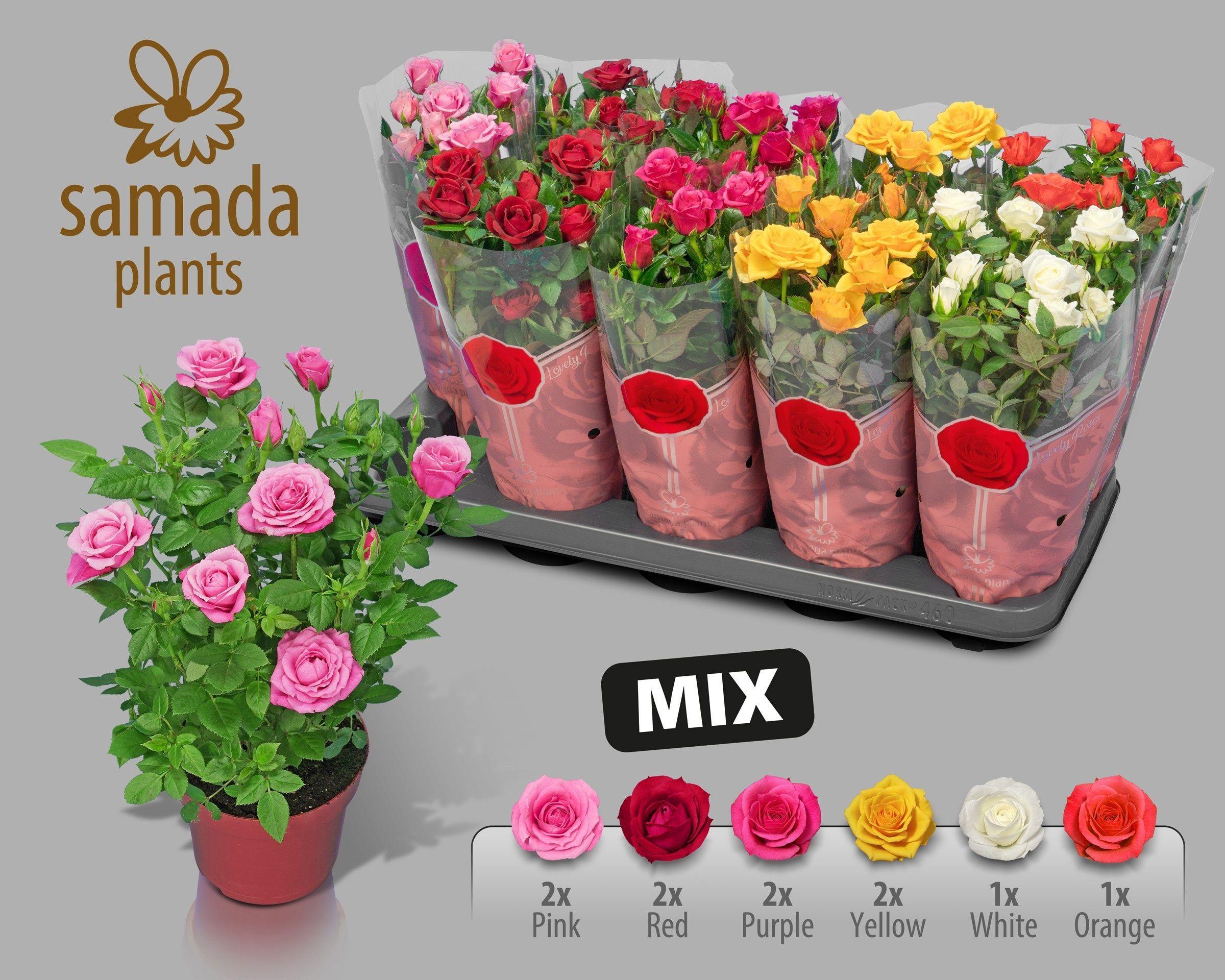 Горшечные цветы и растения оптом Ro Samadapl Gem 6 Sr от 10шт из Голландии с доставкой по России