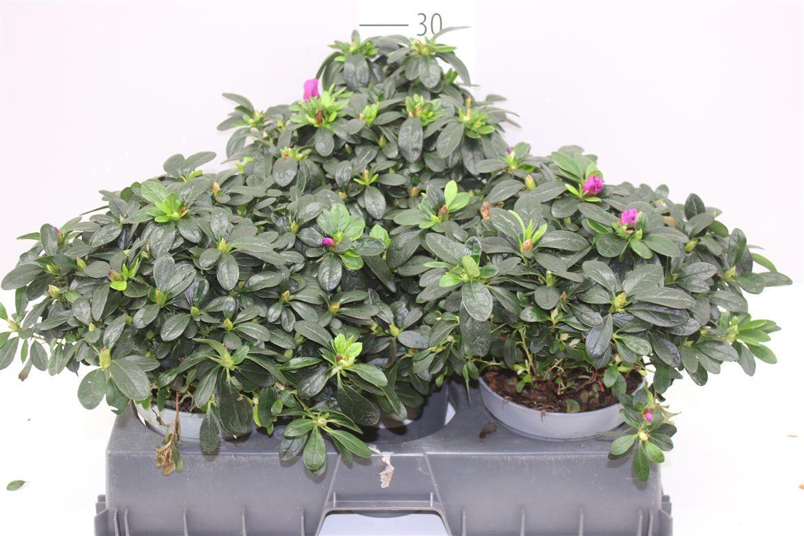 Горшечные цветы и растения оптом Rhododendron Si Flamenco от 3шт из Голландии с доставкой по России