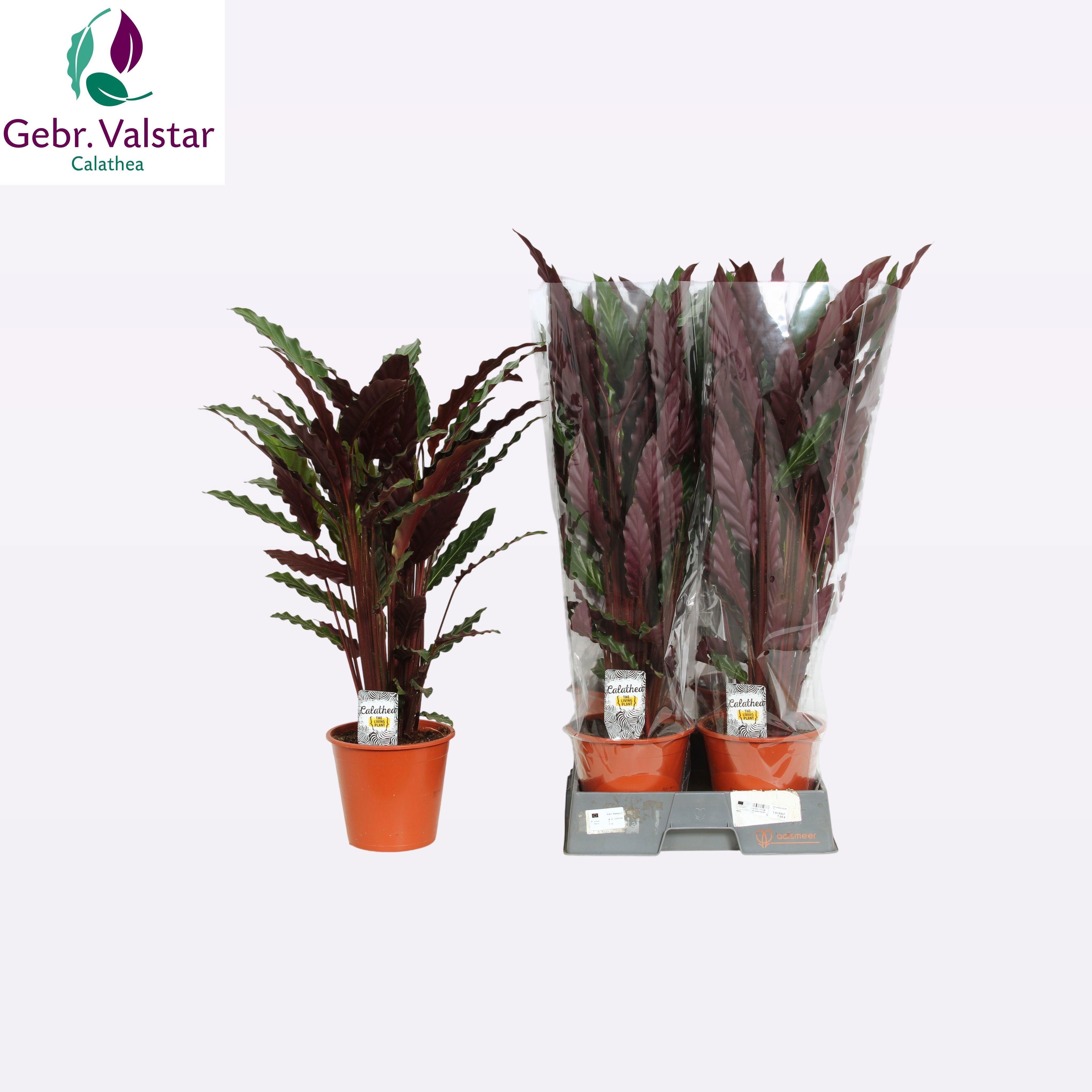 Горшечные цветы и растения оптом Calat Ruf Wavestar от 5шт из Голландии с доставкой по России