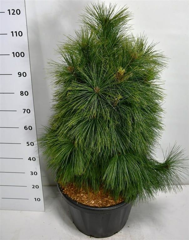 Горшечные цветы и растения оптом Pinus Schwer Wiethorst от 1шт из Голландии с доставкой по России