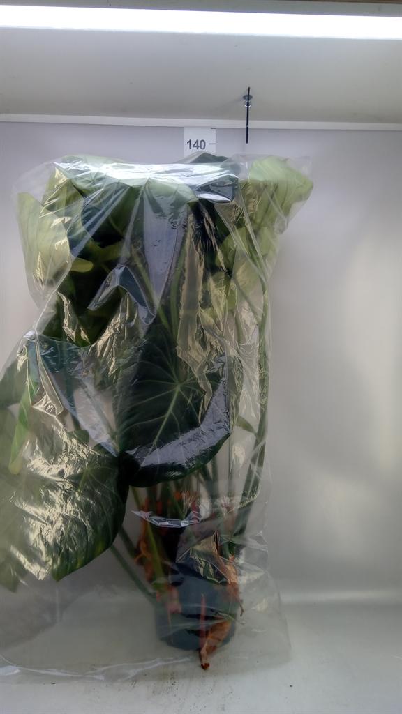 Горшечные цветы и растения оптом Philodendron ... от 1шт из Голландии с доставкой по России