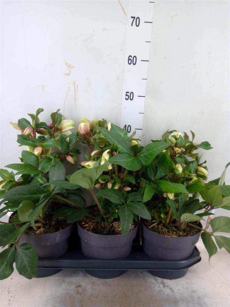 Горшечные цветы и растения оптом Helleborus   ... от 3шт из Голландии с доставкой по России