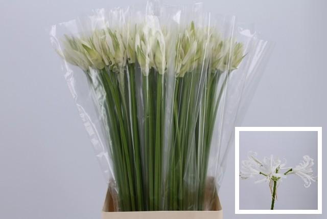 Срезанные цветы оптом Nerine white от 100шт из Голландии с доставкой по России