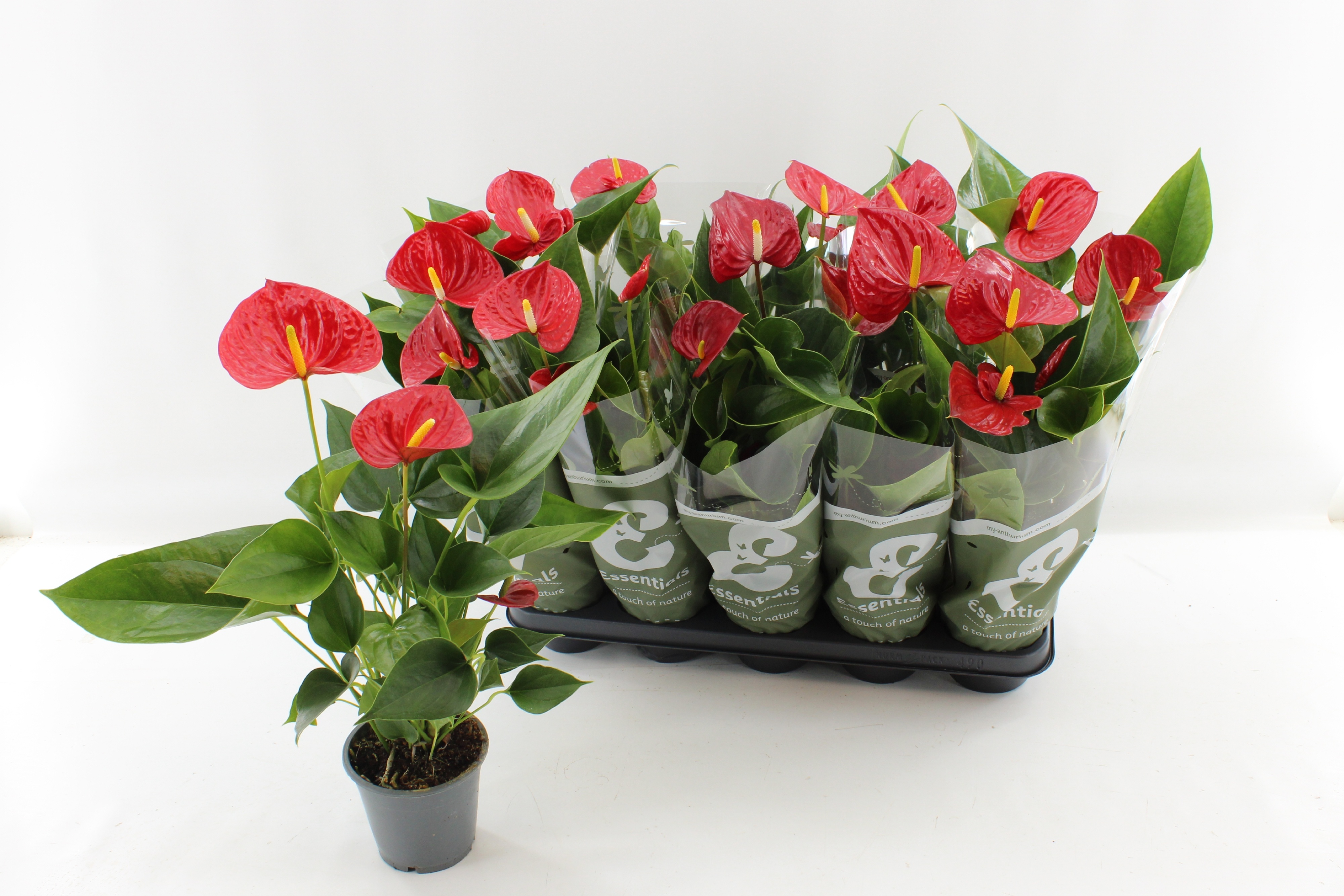 Горшечные цветы и растения оптом Anthu An Success Red от 10шт из Голландии с доставкой по России