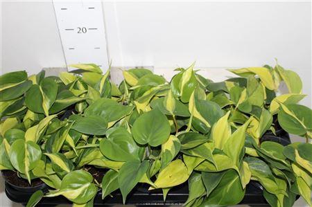 Горшечные цветы и растения оптом Philodendron Scandens Brasil A от 10шт из Голландии с доставкой по России