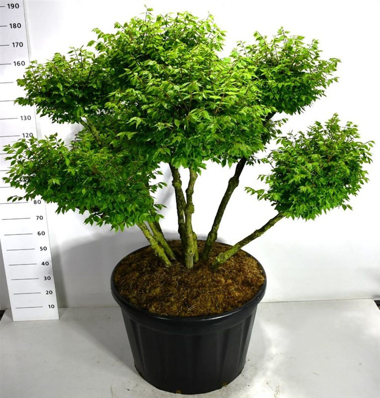 Горшечные цветы и растения оптом Euonymus Alat Compactus от 1шт из Голландии с доставкой по России