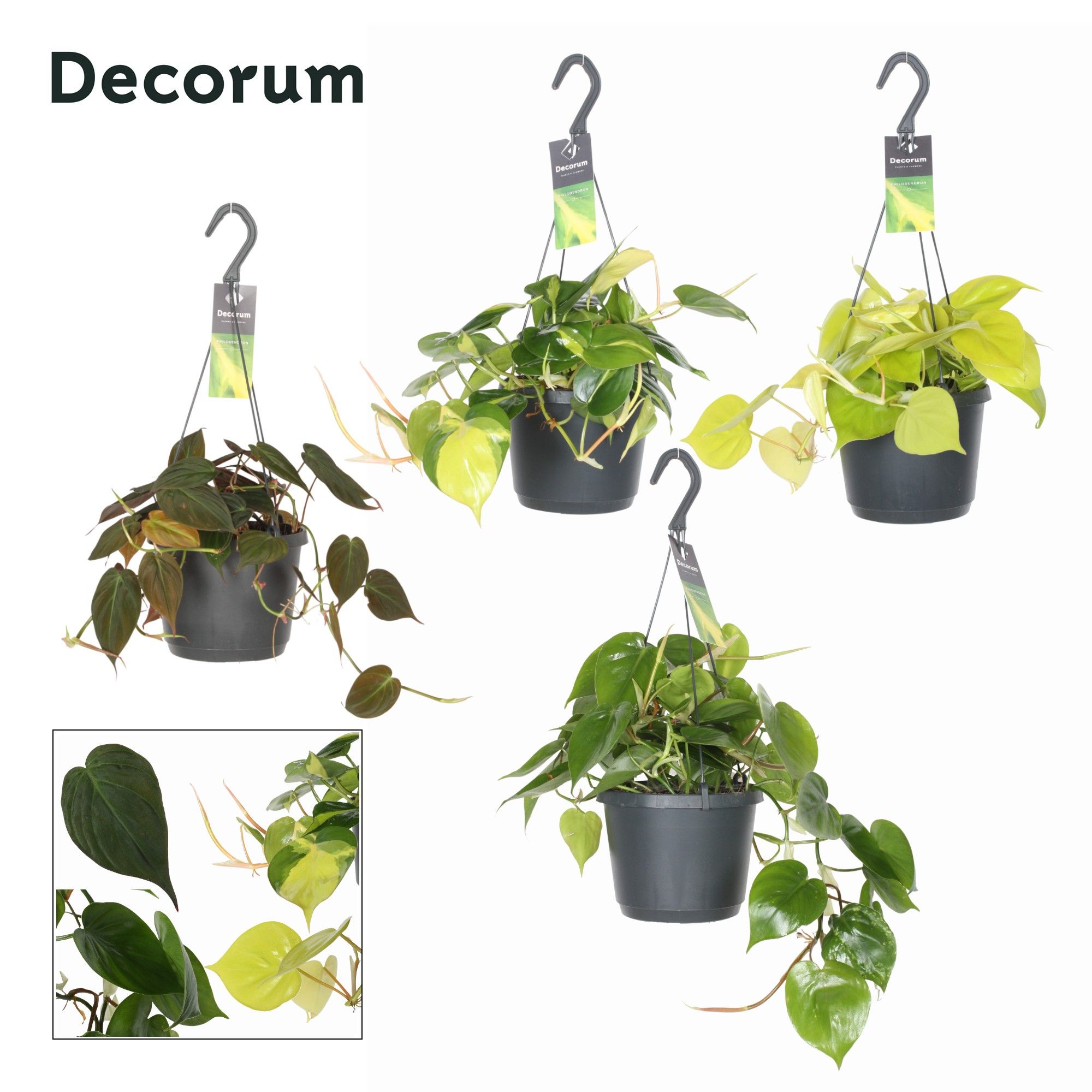 Горшечные цветы и растения оптом Philodendron Scandens Mixed от 6шт из Голландии с доставкой по России