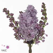 Срезанные цветы оптом Syringa michel buchner от 20шт из Голландии с доставкой по России