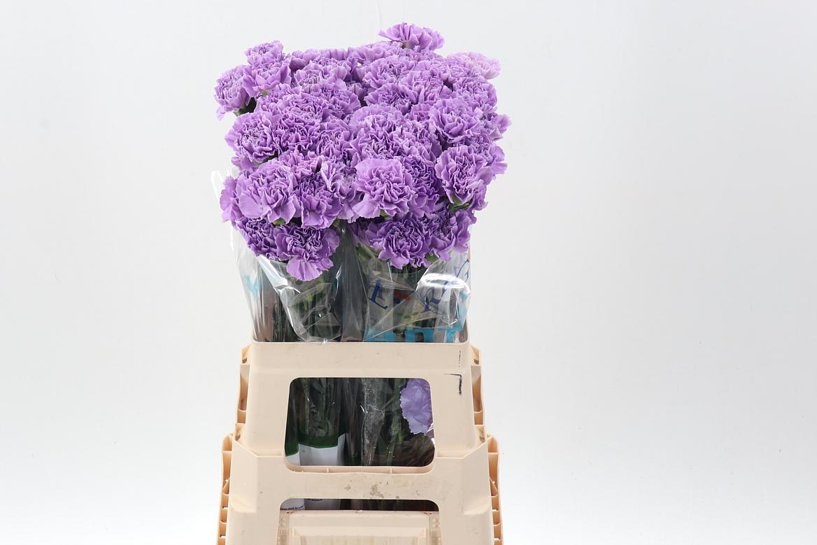 Срезанные цветы оптом Dianthus st moonaqua от 80шт. из Голландии с доставкой по России