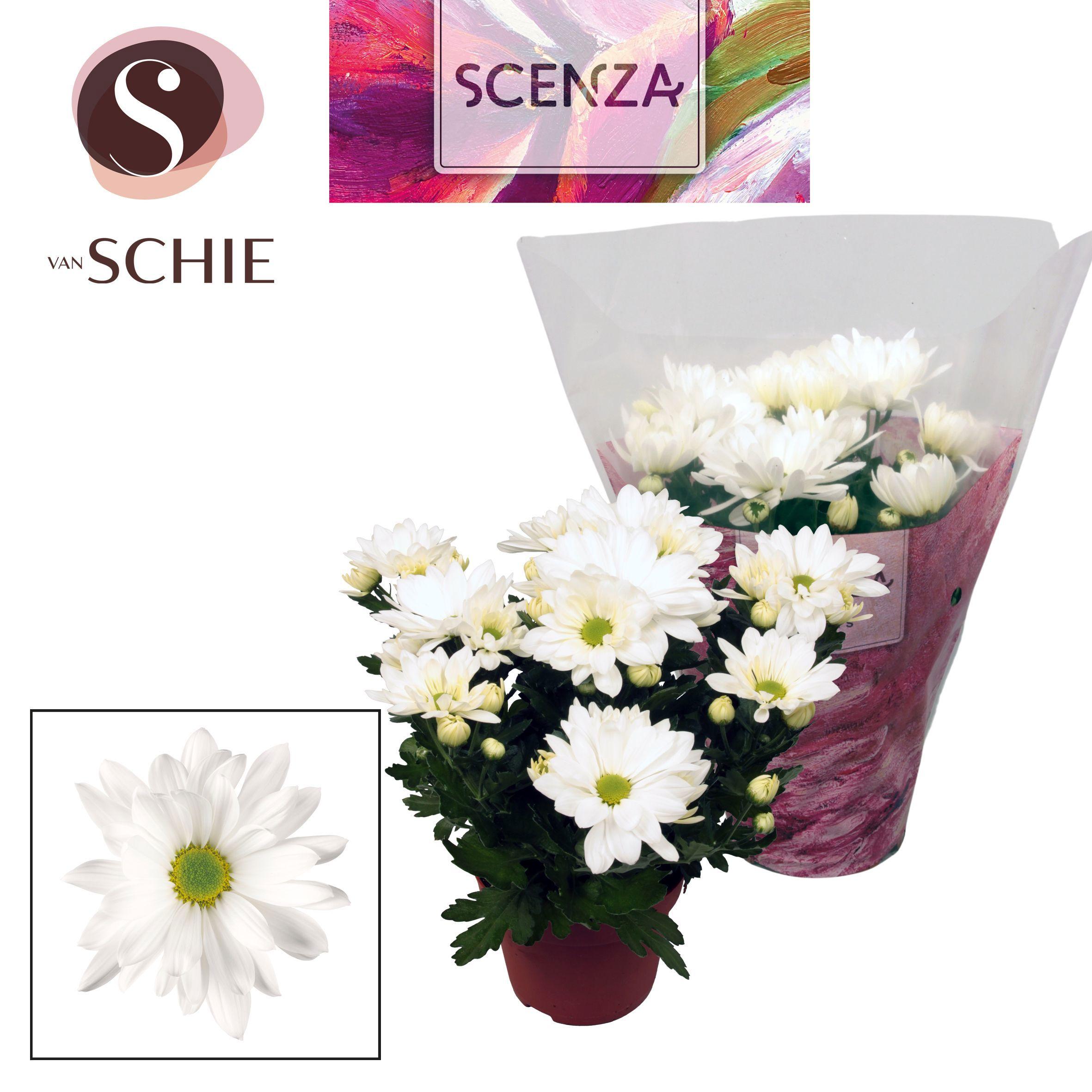 Горшечные цветы и растения оптом Chrys Margarita White (scenza) от 8шт из Голландии с доставкой по России