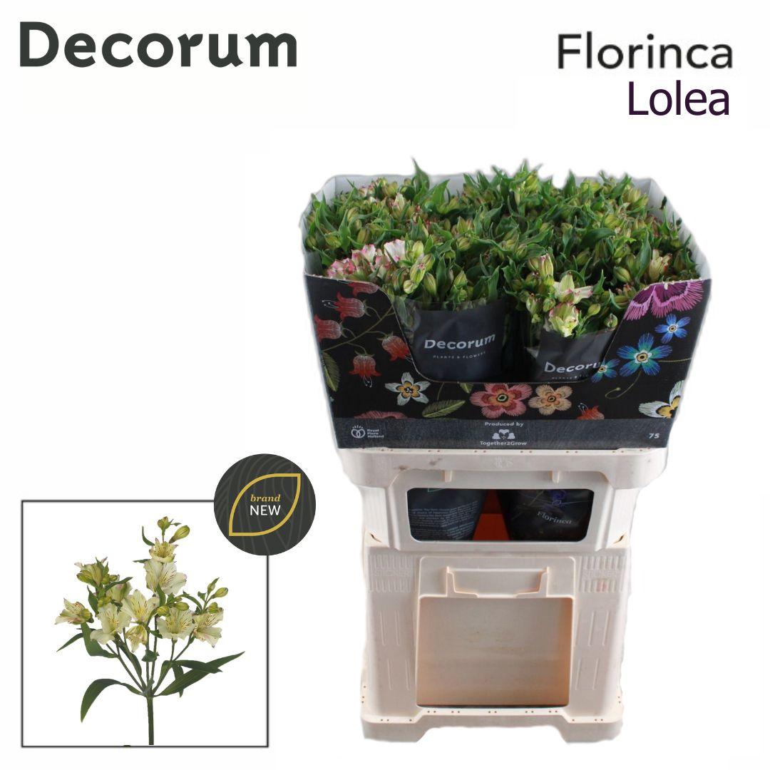 Срезанные цветы оптом Alstroemeria fl lolea от 50шт из Голландии с доставкой по России