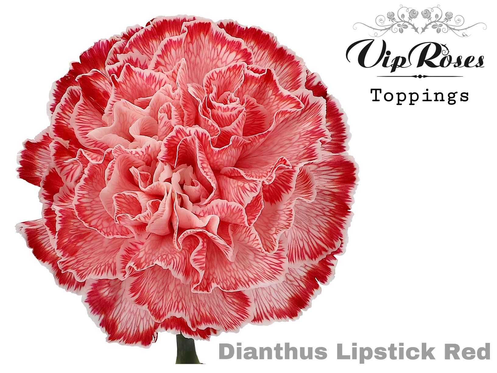 Срезанные цветы оптом Dianthus st paint lipstick red от 40шт из Голландии с доставкой по России