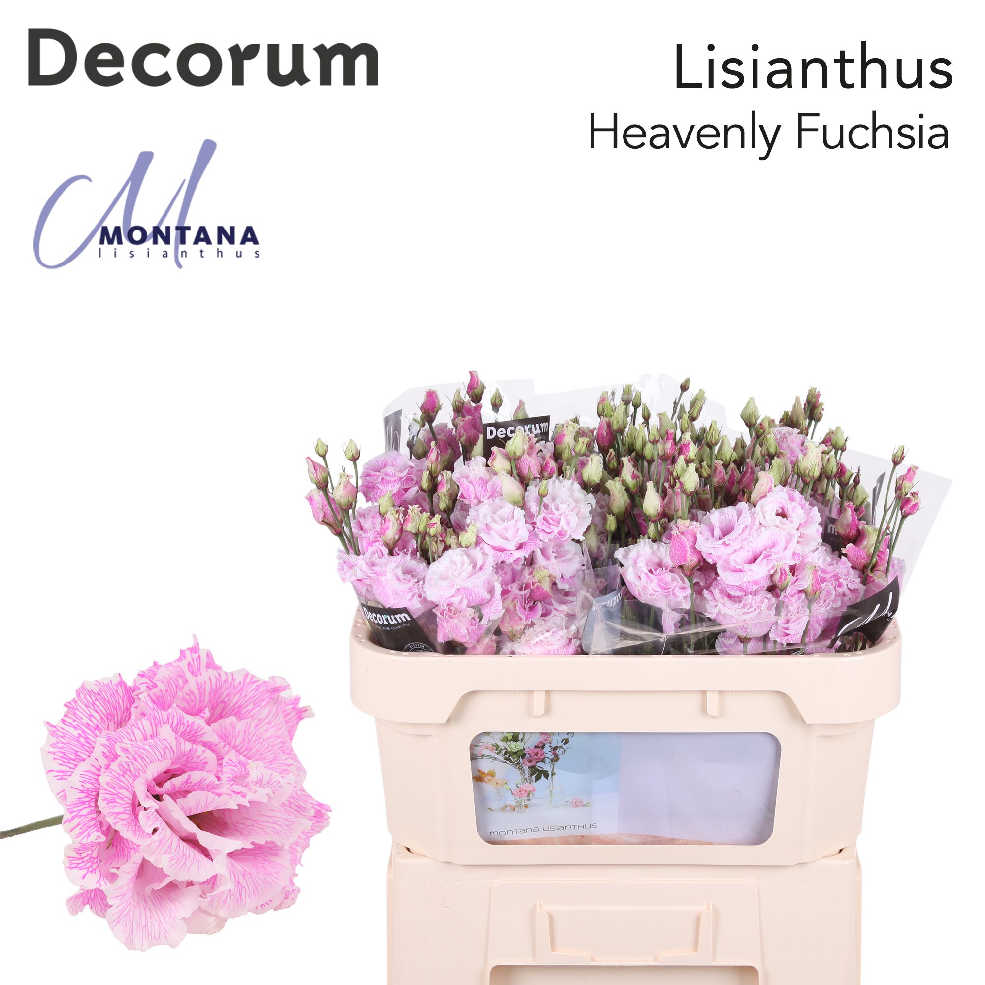 Срезанные цветы оптом Lisianthus do paint heavenly pink от 40шт. из Голландии с доставкой по России