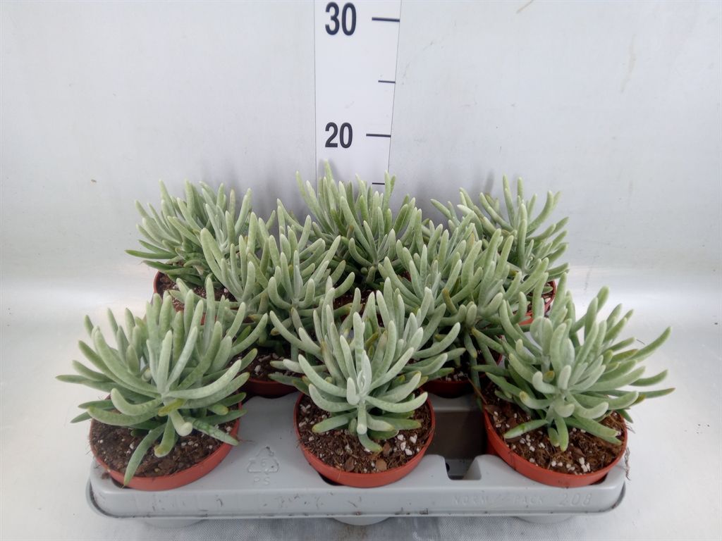 Горшечные цветы и растения оптом Senecio   ... от 8шт из Голландии с доставкой по России